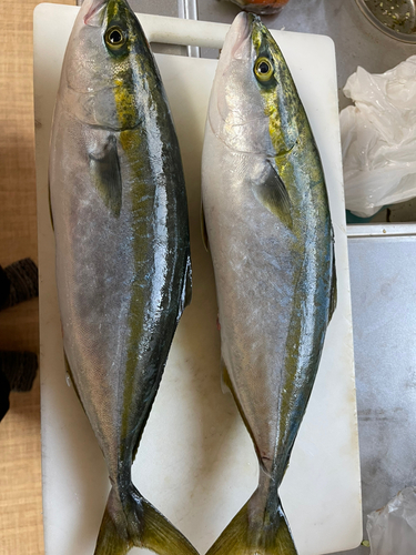 ヤズの釣果