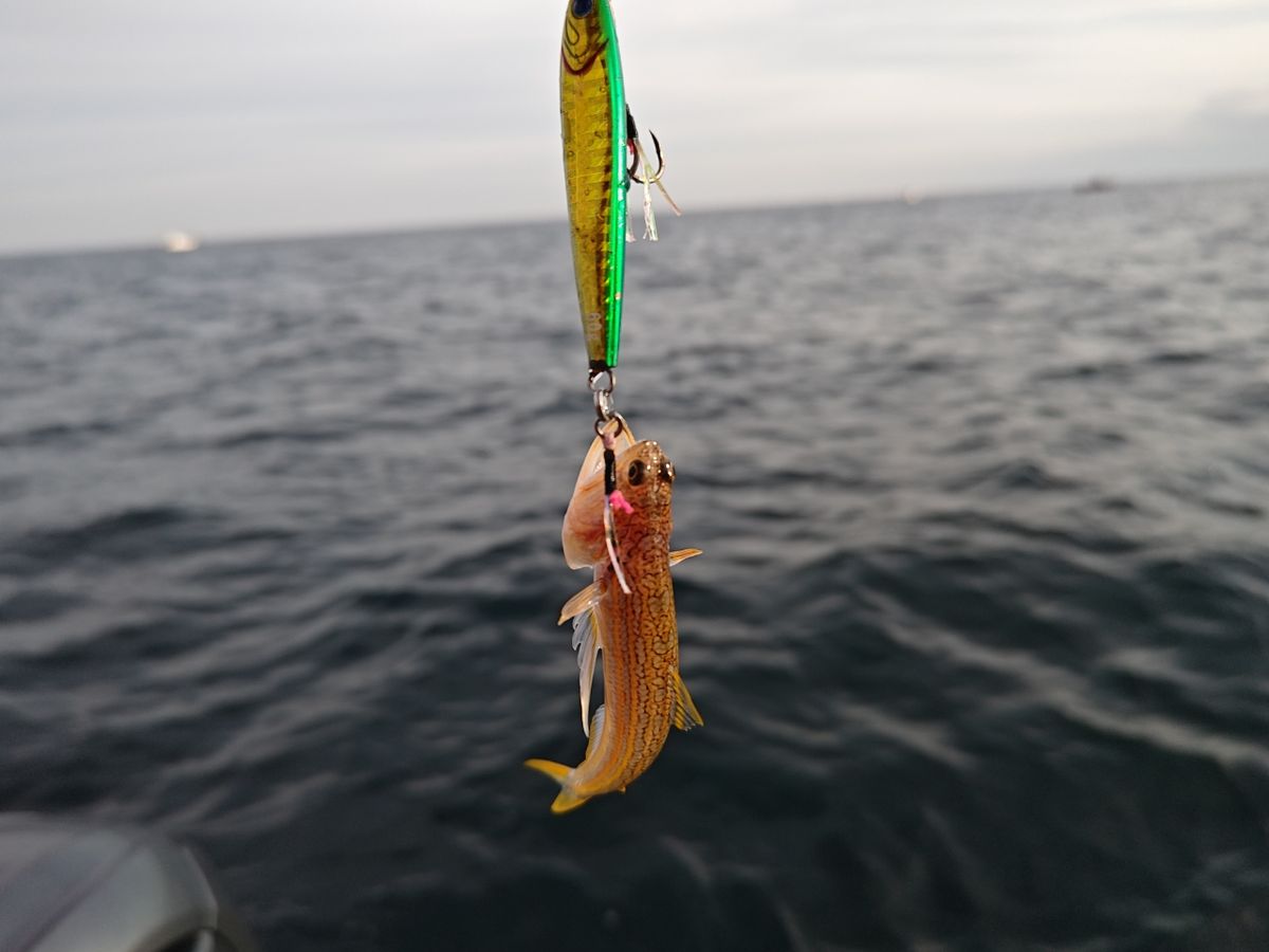 おんchanさんの釣果 1枚目の画像