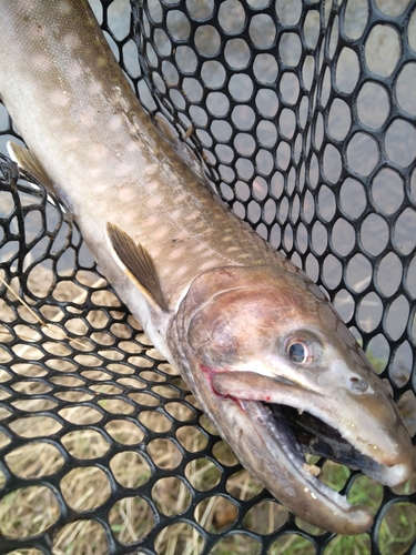 アメマスの釣果