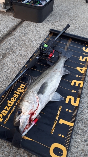 シーバスの釣果