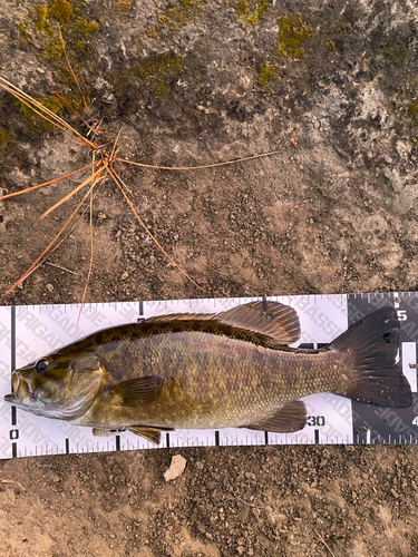 スモールマウスバスの釣果