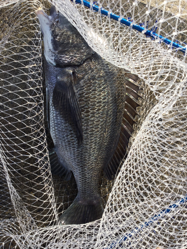 クロダイの釣果