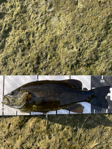 スモールマウスバスの釣果