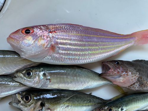 イトヨリダイの釣果