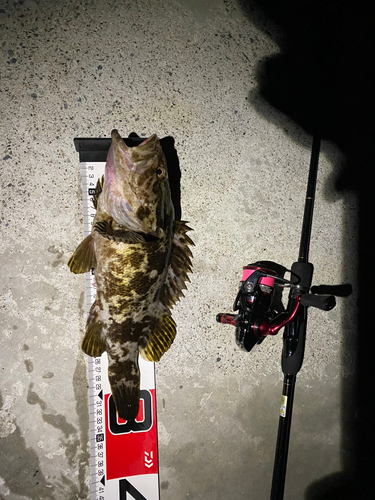 ベッコウゾイの釣果