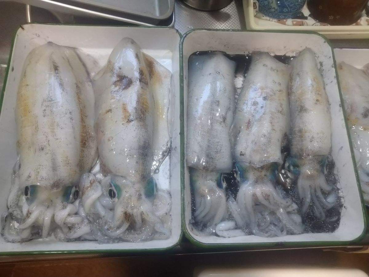 トムスカさんの釣果 2枚目の画像