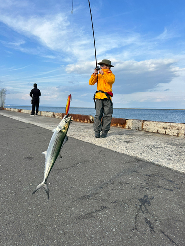 サゴシの釣果