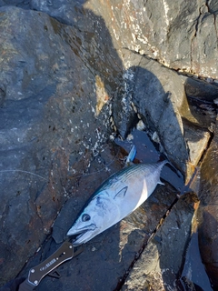 ハガツオの釣果