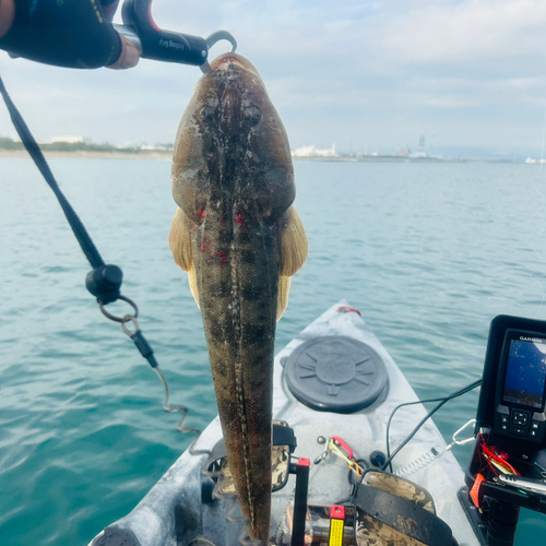 マゴチの釣果