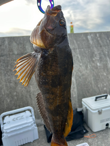 アイナメの釣果