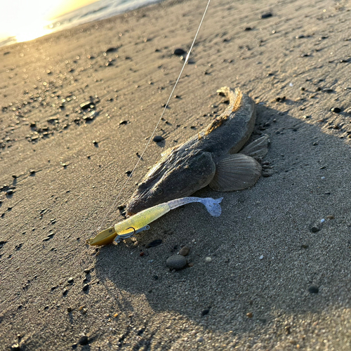 マゴチの釣果