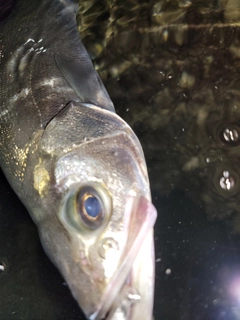 セイゴ（ヒラスズキ）の釣果