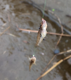 ハゼの釣果