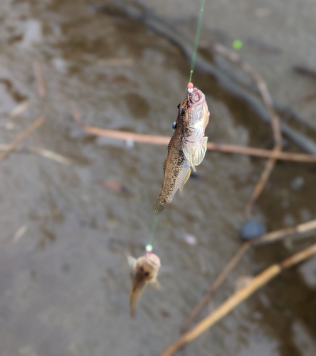 ハゼの釣果