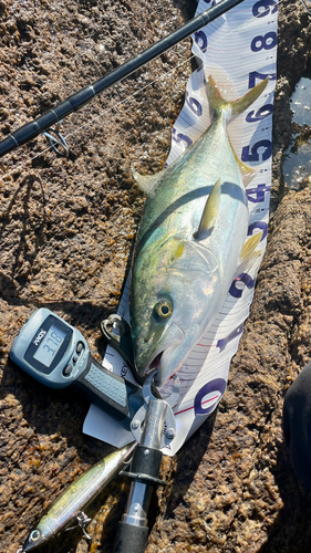 ハマチの釣果