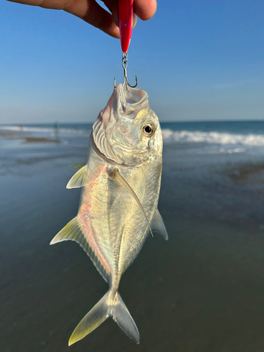 ロウニンアジの釣果