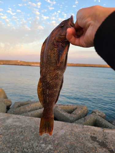 アイナメの釣果