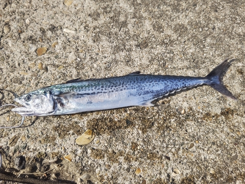 サゴシの釣果