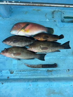 オオモンハタの釣果