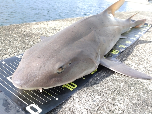 ドチザメの釣果