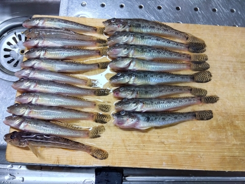 マハゼの釣果