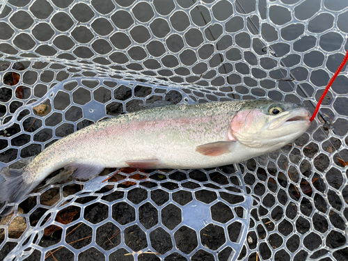 ニジマスの釣果