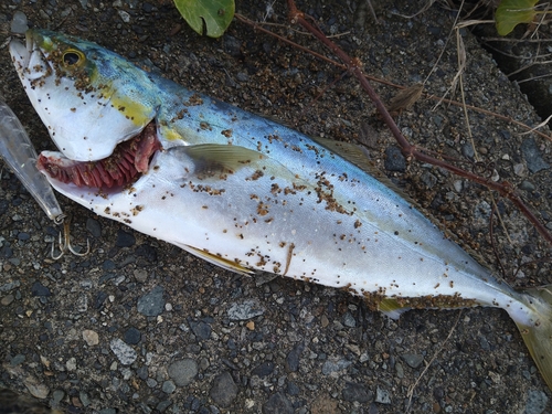 イナダの釣果