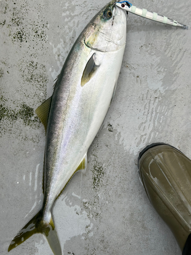 ワラサの釣果