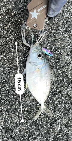 コバンヒイラギの釣果
