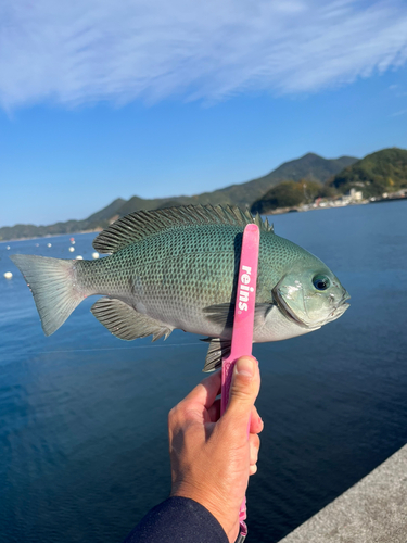 メジナの釣果