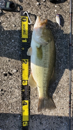 ブラックバスの釣果