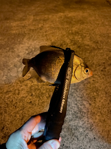 ウミタナゴの釣果