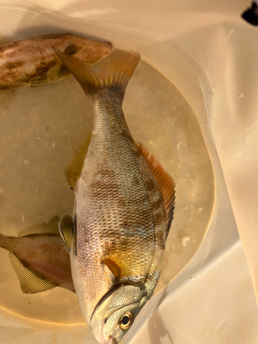 ウマヅラハギの釣果