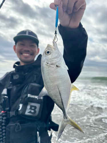 メッキの釣果