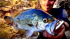 オオクチユゴイの釣果