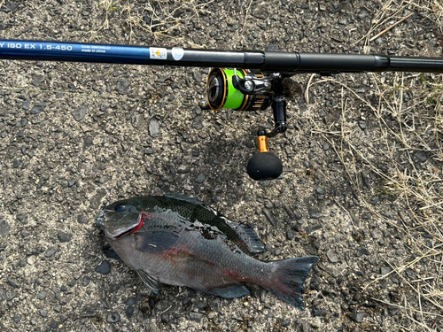 メジナの釣果