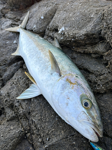 ヒラマサの釣果