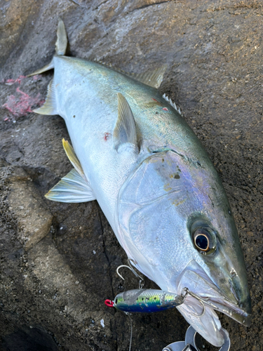 ヒラマサの釣果