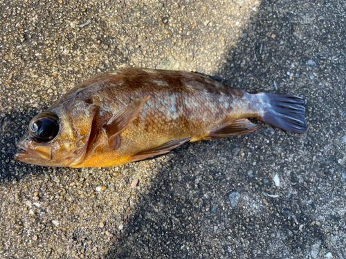 メバルの釣果