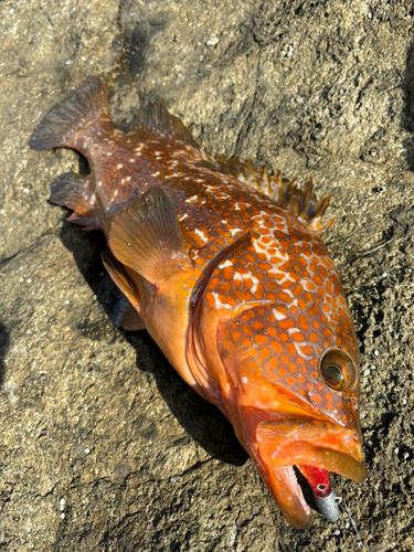 キジハタの釣果