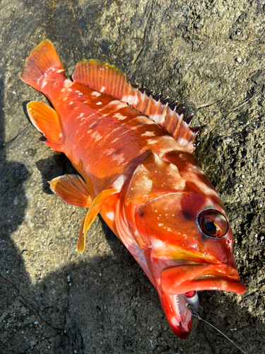 アカハタの釣果