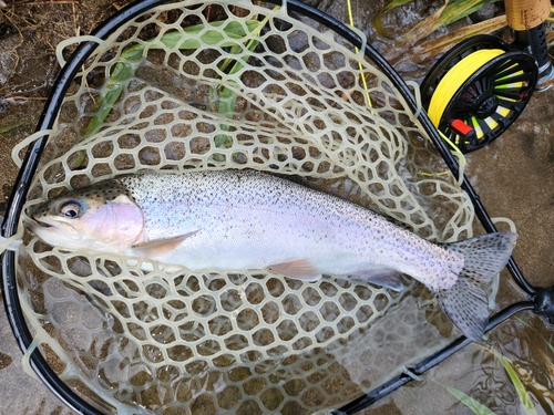 ニジマスの釣果