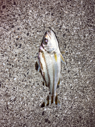 コトヒキの釣果