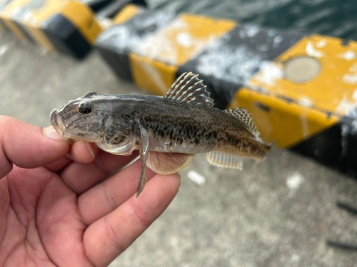 ハゼの釣果