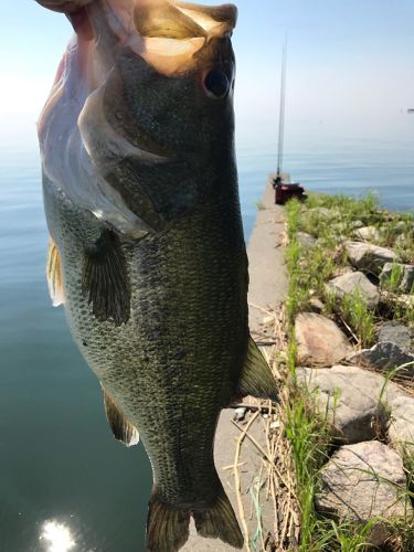 ブラックバスの釣果