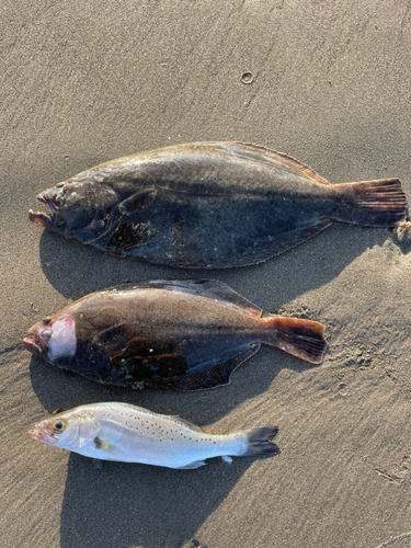 ヒラメの釣果