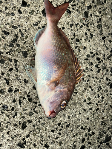 タイの釣果