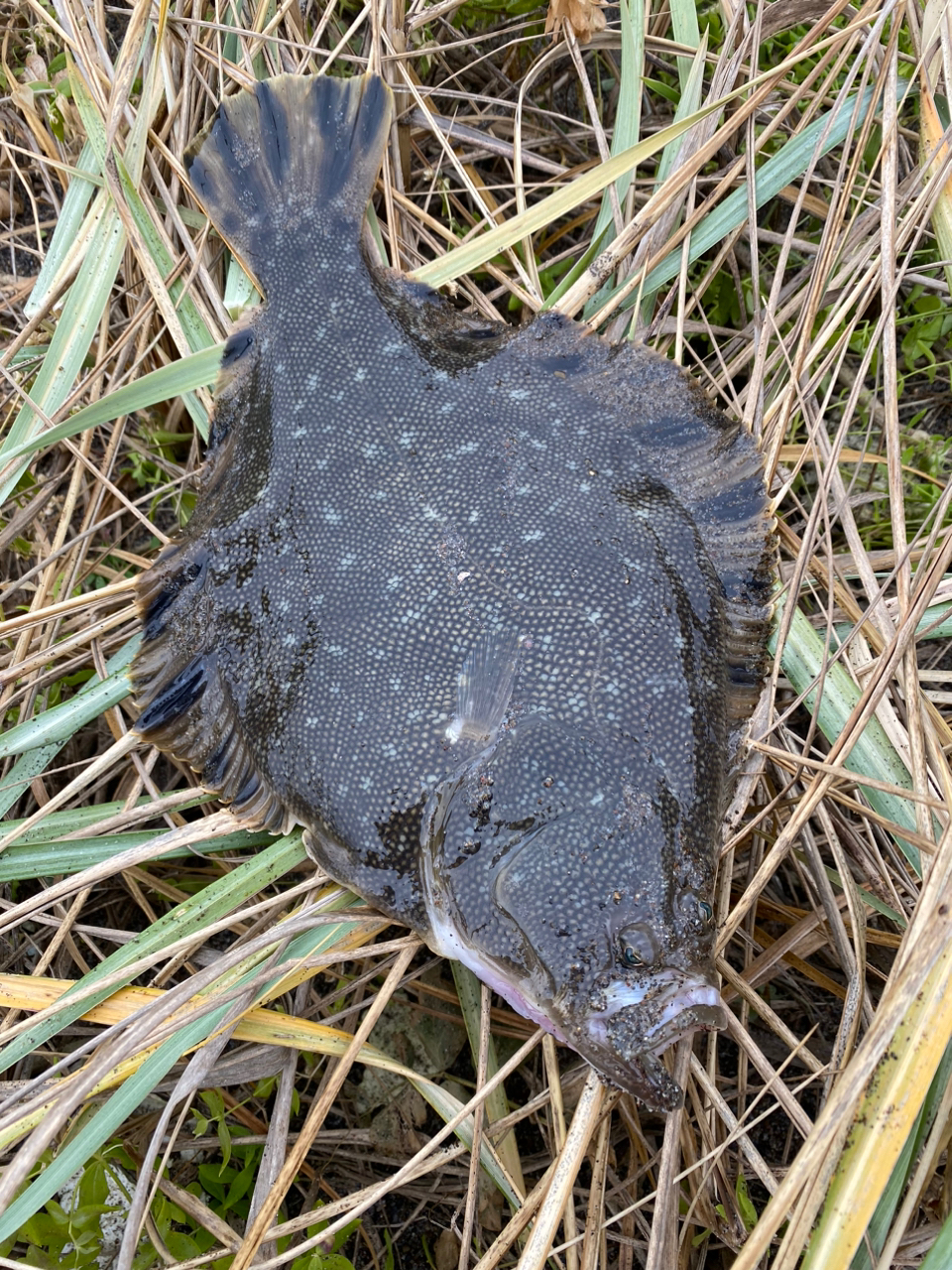 マツカワ