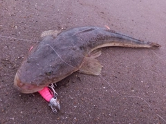 マゴチの釣果