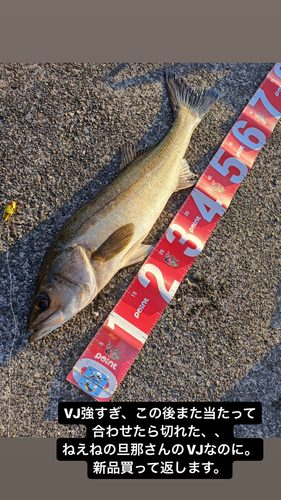 シーバスの釣果